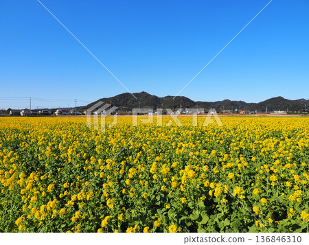 Vegetable Field Road (Kamogawa City) Vegetable Field Road (Kamogawa City) 136846310