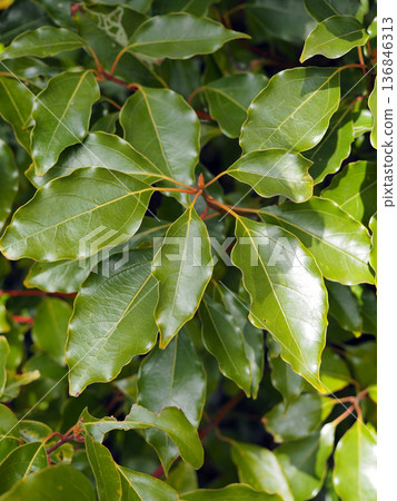 Camphor tree leaves Camphor tree leaves 136846313