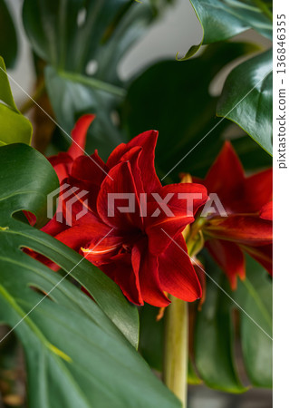vertical shot of a blooming South American hippeastrum during the Christmas and New Year holidays, a close-up of the inflorescences against the background of the leaves of Monstera deliciosa 136846355