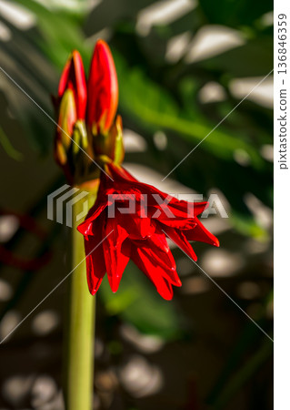 Vertical shot of a magnificent blooming South American hippeastrum, a winter flower, against a backdrop of monstera leaves 136846359
