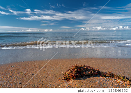 view of a calm ocean, seaweed on the shore of a sandy beach, a panoramic view and copy space about ocean pollution and environmental protection. view of a calm ocean, seaweed on the shore of a sandy beach, a panoramic view and copy space about ocean pollution and environmental protection. 136846362