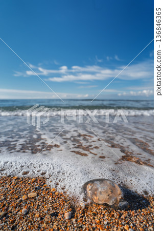 vertical shot of surf on a sandy beach, a jellyfish washed ashore after a storm, a copy space about ocean pollution and environmental protection vertical shot of surf on a sandy beach, a jellyfish washed ashore after a storm, a copy space about ocean pollution and environmental protection 136846365