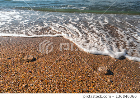 surf on the beach, jellyfish washed up on the shore after a storm, ocean pollution and environmental protection surf on the beach, jellyfish washed up on the shore after a storm, ocean pollution and environmental protection 136846366