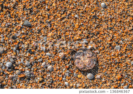 Aerial view of a beach of broken shells and a jellyfish washed up on the beach, a concept of caring for nature and protecting the environment Aerial view of a beach of broken shells and a jellyfish washed up on the beach, a concept of caring for nature and protecting the environment 136846367