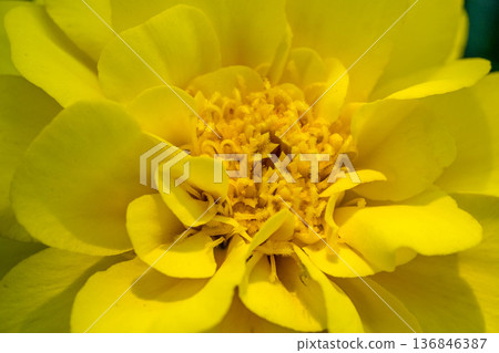 Close-up of golden flowers - marigolds 136846387