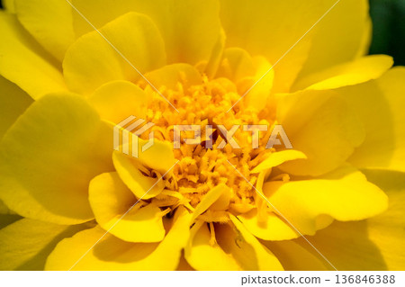 Close-up of golden flowers - marigolds Close-up of golden flowers - marigolds 136846388