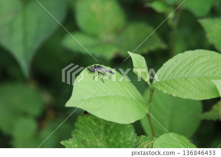 Horsefly on a leaf 136846433