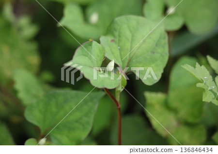 魚腥草 魚腥草 136846434