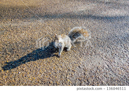 Wild squirrels and long shadows in Hyde Park, London 136846511