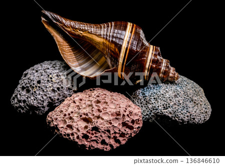 Striped Sea Shell Resting On Colorful Volcanic Pumice Porous Stones 136846610
