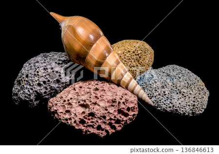 Striped Sea Shell Resting On Colorful Volcanic Pumice Porous Stones Striped Sea Shell Resting On Colorful Volcanic Pumice Porous Stones 136846613