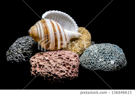 Striped Sea Shell Resting On Colorful Volcanic Pumice Porous Stones 136846615
