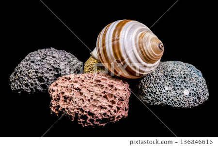 Striped Sea Shell Resting On Colorful Volcanic Pumice Porous Stones 136846616