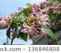 The flowers are very eye-catching, with a deep pink striped pattern on a white background. 136846808