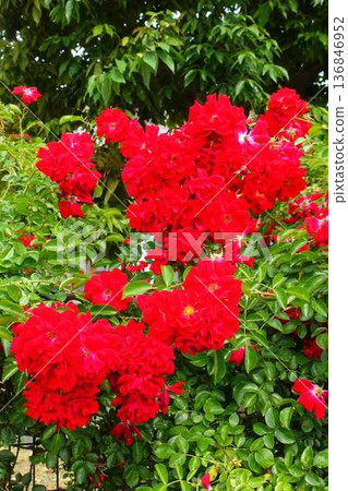 Rose in full bloom rose rose Rose in full bloom rose rose 136846952