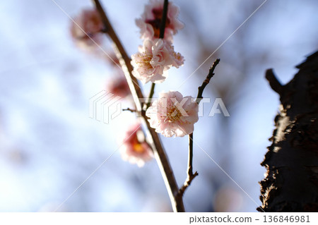 Cherry Blossoms	 136846981
