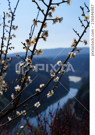 Early Spring 2026: The Plum Festival begins in Tsukigase Baikei. White plum blossoms bloom against the backdrop of Lake Tsukigase. 136846987