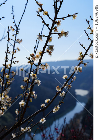 Early Spring 2026: The Plum Festival begins in Tsukigase Baikei. White plum blossoms bloom against the backdrop of Lake Tsukigase. Early Spring 2026: The Plum Festival begins in Tsukigase Baikei. White plum blossoms bloom against the backdrop of Lake Tsukigase. 136846988