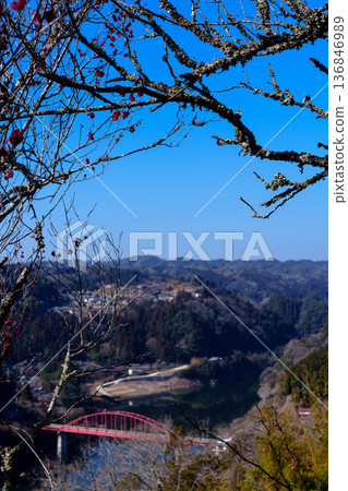 Early Spring 2026: The Plum Festival begins in Tsukigase Baikei. The red plum blossoms of Tenjin Plum Grove bloom with Tsukigase Bridge in the background. 136846989