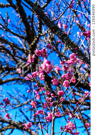 Early Spring 2026: The Plum Festival begins in Tsukigase Baikei, Tenjin Plum Grove. Early Spring 2026: The Plum Festival begins in Tsukigase Baikei, Tenjin Plum Grove. 136846990