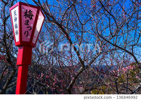 Early Spring 2026: The Plum Festival begins at Tsukigase Baikei. Lanterns and red plum blossoms at the festival. 136846992