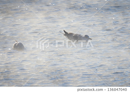 A gulls is swimming in a foggy lake. 136847040