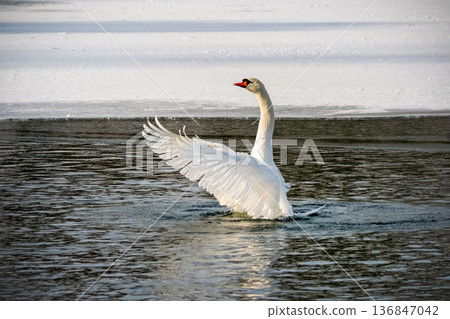 A swan is standing in the water with its wings spread out. A swan is standing in the water with its wings spread out. 136847042