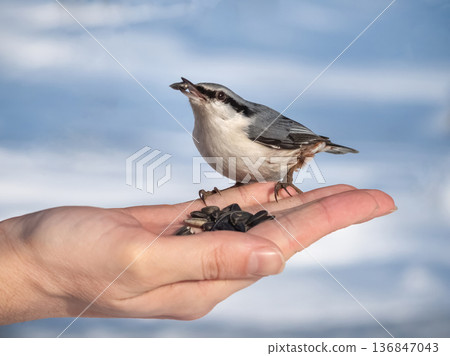A hand is holding a nuthatch bird with a seed in its beak. 136847043