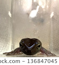 Frontal face of a Japanese bush frog. A cute amphibian pet. 136847045