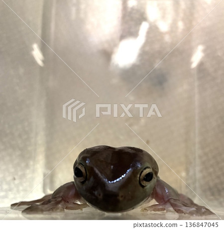 Frontal face of a Japanese bush frog. A cute amphibian pet. 136847045