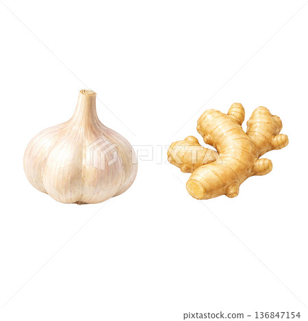 大蒜與生薑水彩插畫素材 | 可用於烹飪的芳香蔬菜 大蒜與生薑水彩插畫素材 | 可用於烹飪的芳香蔬菜 136847154