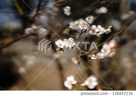 Cold cherry tree 136847216