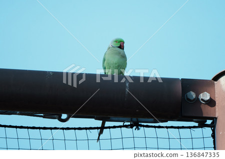 Rose-ringed Parakeet Rose-ringed Parakeet 136847335