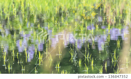 A rice field after rice planting (Sekigane-cho, Kurayoshi City) A rice field after rice planting (Sekigane-cho, Kurayoshi City) 136847352