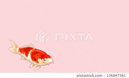 錦鯉在粉紅色背景上游動的插圖，日式吉祥背景素材（留有文字空間） 136847361