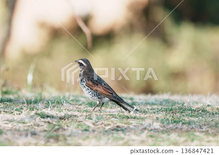 Thrush Thrush 136847421