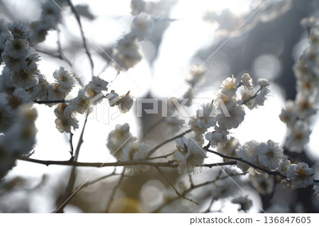 Cherry Blossoms	 136847605