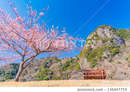 (Shizuoka) Yomiuri Giants Army Shigeo Nagashima Running Road, Kawazu Sakura Namiki 136847750