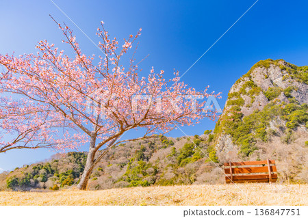 (靜岡)讀賣巨人軍長島茂雄跑步道,川津櫻南木 (靜岡)讀賣巨人軍長島茂雄跑步道,川津櫻南木 136847751