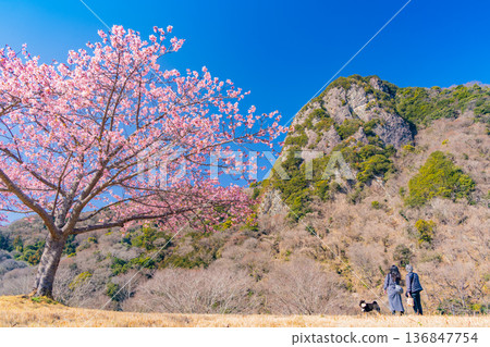 （靜岡）讀賣巨人軍長島茂雄跑步道，川津櫻南木 136847754