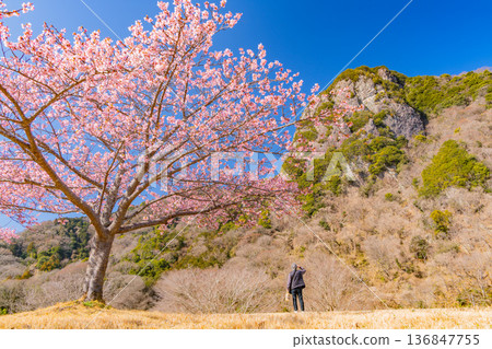 (Shizuoka) Yomiuri Giants Army Shigeo Nagashima Running Road, Kawazu Sakura Namiki 136847755