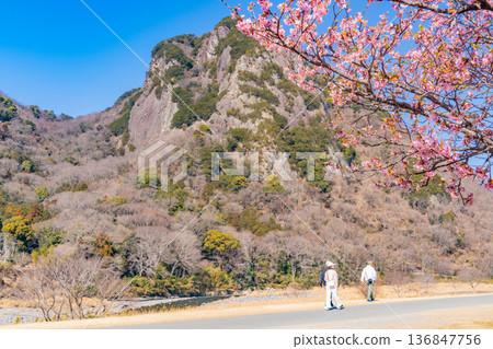 (Shizuoka Prefecture) People walking along the Kawazu cherry blossom-lined street on the Yomiuri Giants' Shigeo Nagashima Running Road 136847756