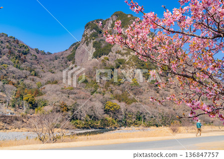（靜岡）讀賣巨人軍長島茂雄跑步道，川津櫻南木 136847757