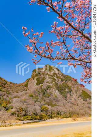 （靜岡）讀賣巨人軍長島茂雄跑步道，川津櫻南木 136847758