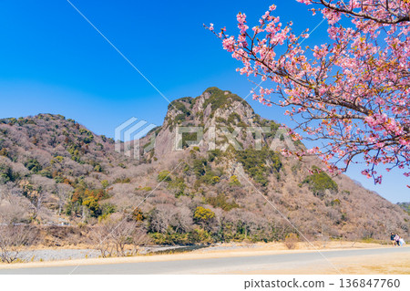 (靜岡)讀賣巨人軍長島茂雄跑步道,川津櫻南木 (靜岡)讀賣巨人軍長島茂雄跑步道,川津櫻南木 136847760