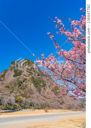 （靜岡）讀賣巨人軍長島茂雄跑步道，川津櫻南木 136847762