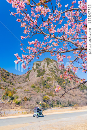 （靜岡縣）一名遊客乘坐電動車沿著讀賣巨人隊長島茂雄跑步道上的河津櫻花大道漫步 136847763