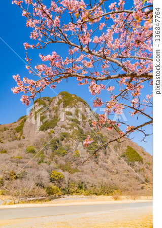 (靜岡)讀賣巨人軍長島茂雄跑步道,川津櫻南木 (靜岡)讀賣巨人軍長島茂雄跑步道,川津櫻南木 136847764