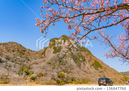 （靜岡）讀賣巨人軍長島茂雄跑步道，川津櫻南木 136847768