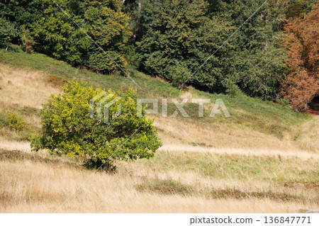 Small green tree on dry grassy slope in English countryside Small green tree on dry grassy slope in English countryside 136847771